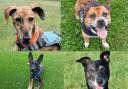 LOOKING FOR LOVE: Could you offer a forever home to a rescue dog at Somerset RSPCA?