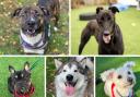 ADOPT A DOG: These pooches, all looking for  a forever home, are currently being care for by St Giles Animal Rescue