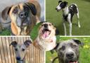 RESCUE ME: These for pups are all looking for loving homes. Picture: St Giles Animal Rescue