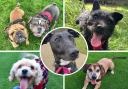 These five Somerset dogs are all looking for loving homes. Picture: RSPCA