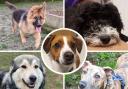 Five dogs looking for their forever homes. Picture: Happy Landings Animal Shelter