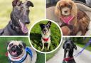 These five dogs are all looking for loving homes. Pictures: St Giles Animal Rescue