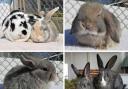 These six rabbits are all looking for a forever home. Pictures: RSPCA/Canva