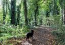Comparethemarket declares two Somerset towns as best spots for dog walks based on their research.