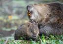Holnicote beaver Earps with its mum