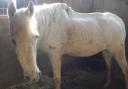 Squealy, the 25-year-old horse, was found shut in a dirty stable