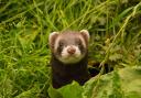 A stock image of a ferret.