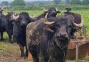 Somerset Women in Dairy visit West Country Water Buffalo.