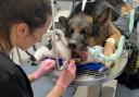 Six-year-old Diesel’s canine tooth was sticking out of his mouth at an angle.