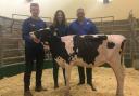 SHOW CALF: "Churchvale Solomon Rachel" consigned by Richard Thomas and family from Carmarthen