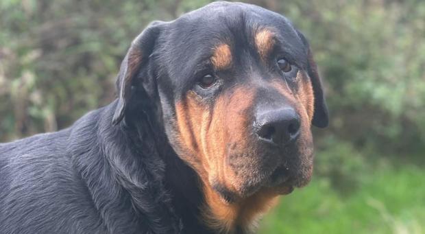 Somerset County Gazette: Rama is treated at Rushton Dog Rescue