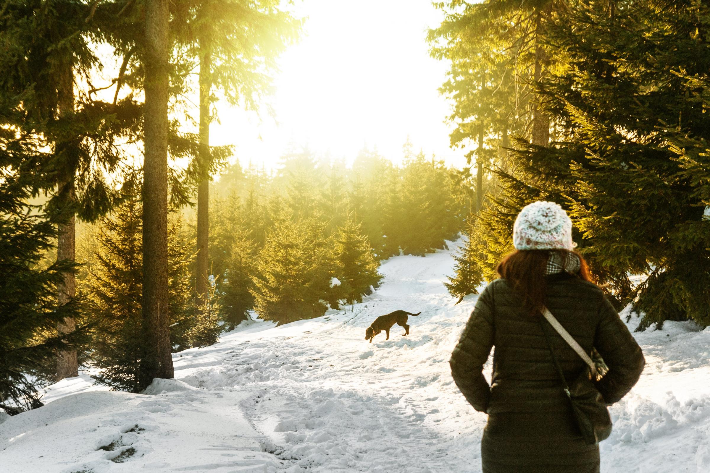 Most picturesque UK dog-walking trails revealed – see the list - Vimarsana News