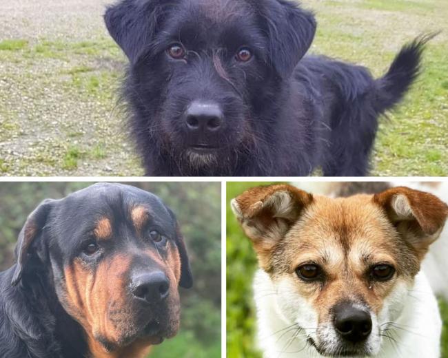 These three have all been rescued from China and are being looked after at Rushton Dog Rescue.