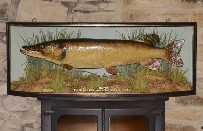 AWARD-WINNING: The 17lb pike will go on sale on December 12