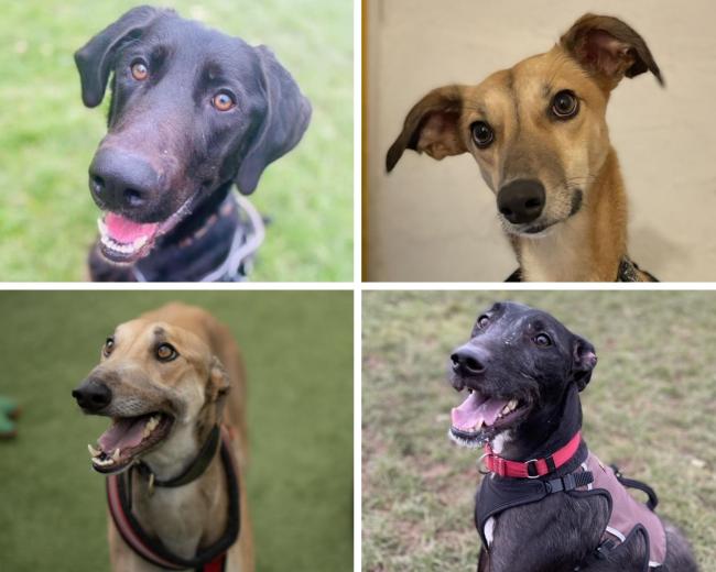 ADOPT ME: These four dogs at St Giles Animal Rescue are looking for their forever homes.