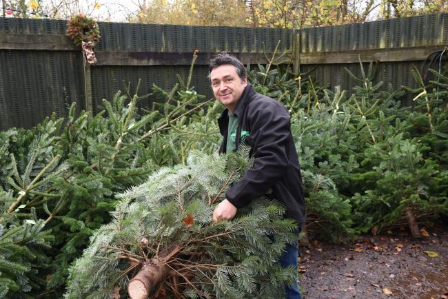 FREE RECYCLING: Nick Hendy from Langford Lakes Christmas Tree Farm