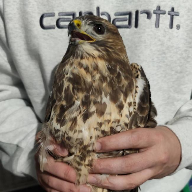 BIRDS OF PREY: The centre is fundraising to give birds better care