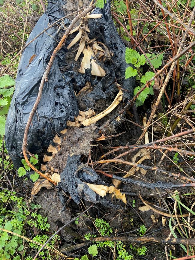 GRUESOME DISCOVERY: The animal bones in a black plastic bag at the side of the road