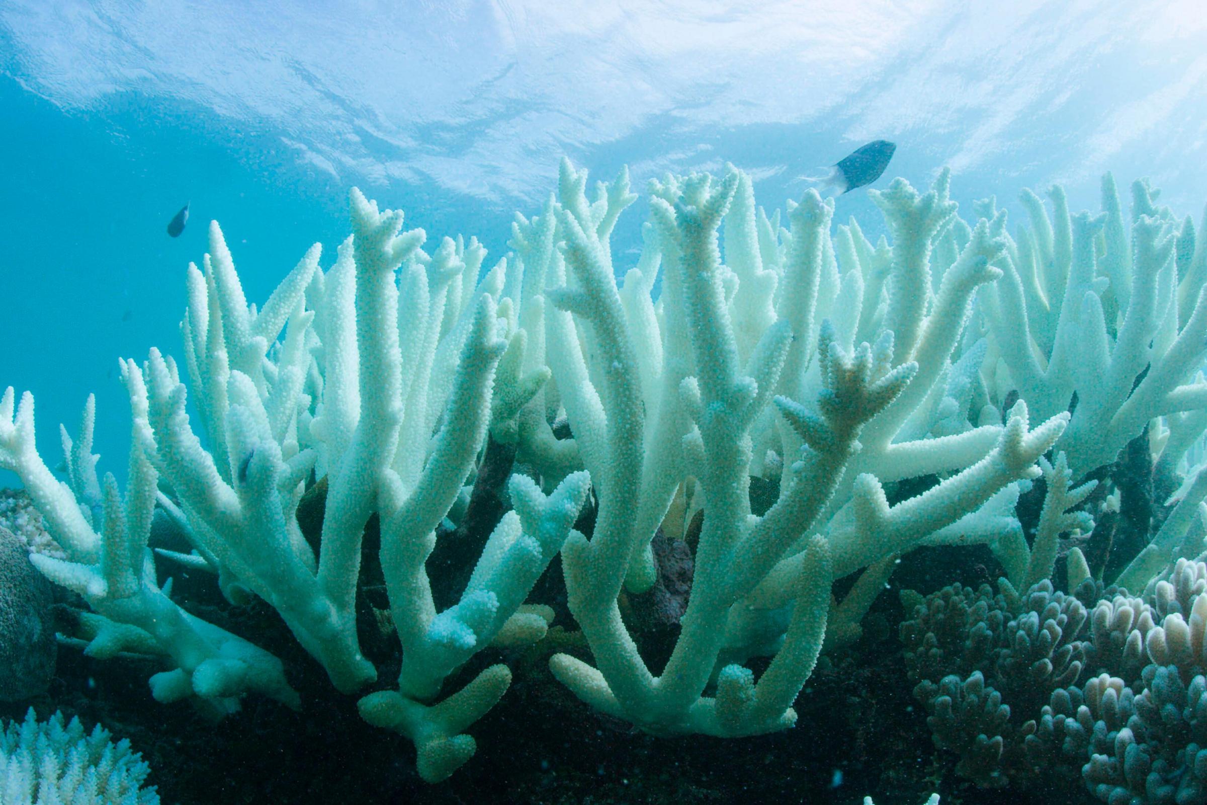 Even 1.5C of global warming will be 'catastrophic' for coral reefs – study - Vimarsana News