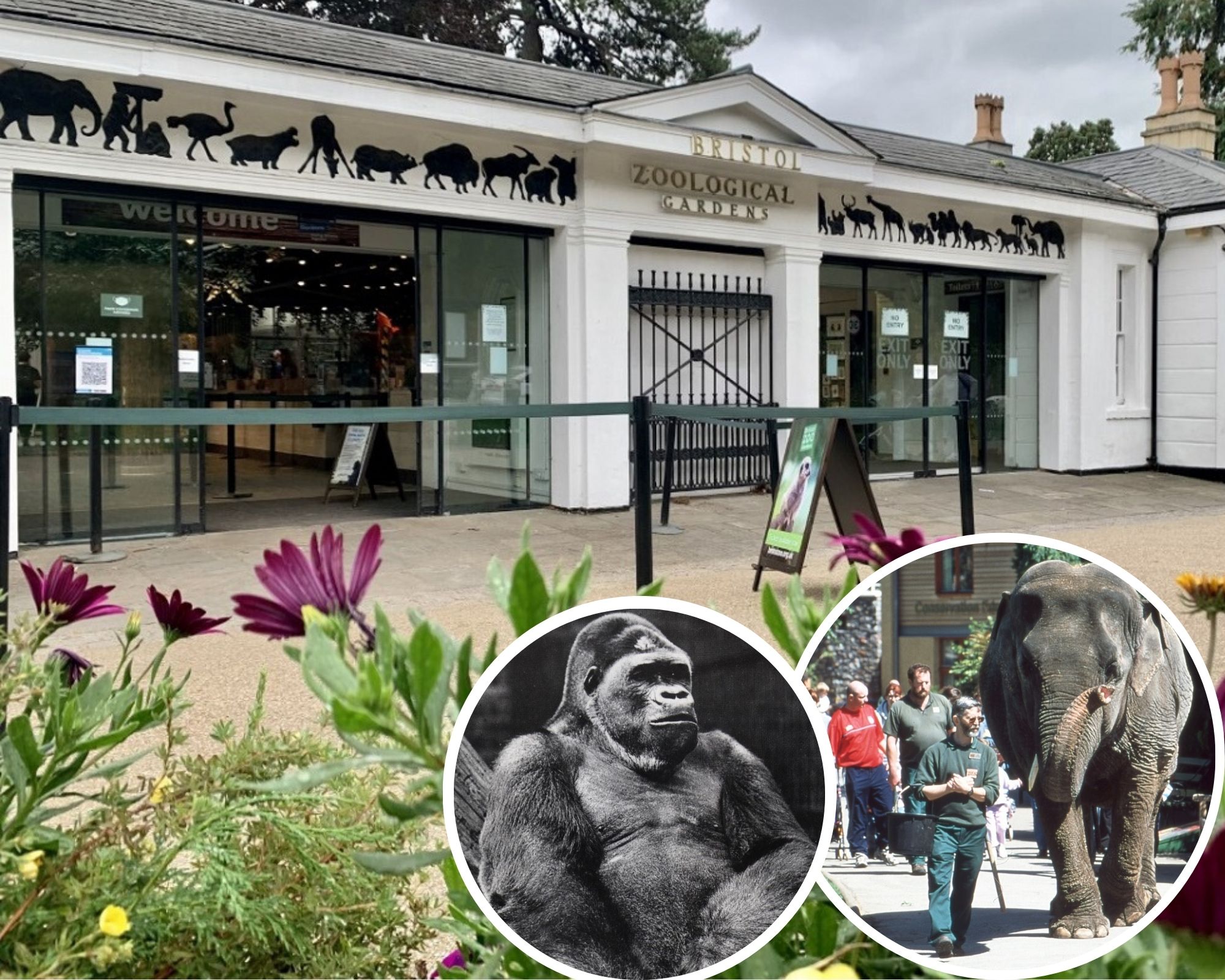 Bristol Zoo in Clifton to shut after 186 years | Somerset County Gazette - Vimarsana News