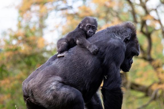 Somerset County Gazette: Western lowland infant gorilla Hasani with surrogate mum Kera at Bristol Zoo Gardens in Clifton. Picture: PA Somerset County Gazette: Western lowland infant gorilla Hasani with surrogate mum Kera at Bristol Zoo Gardens in Clifton. Picture: PA