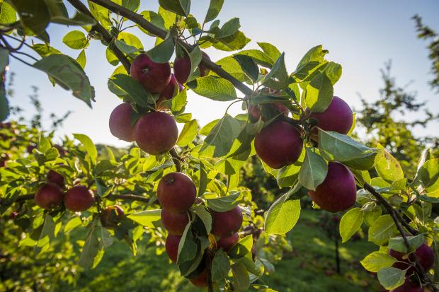 Somerset County Gazette: Thatchers Orchard Harvest
 2nd Otc 2019
