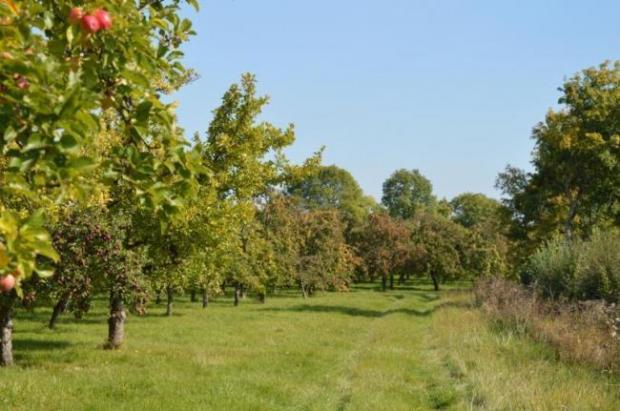 Somerset County Gazette: NOW: Stewley Orchard