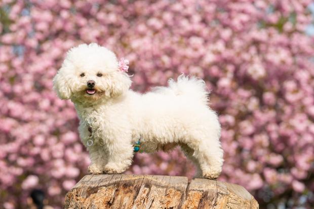 Somerset County Gazette: Momo the old bichon frise enjoying spring in Greenwich Park, London. Picture: PA