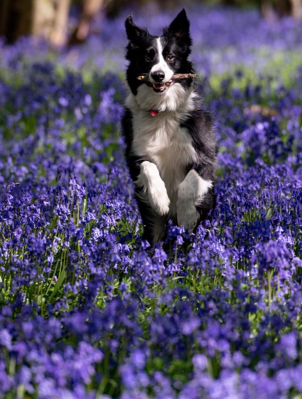 Somerset County Gazette: Keeping an eye out for risks means your pet can enjoy spring as much as you do. Picture: PA