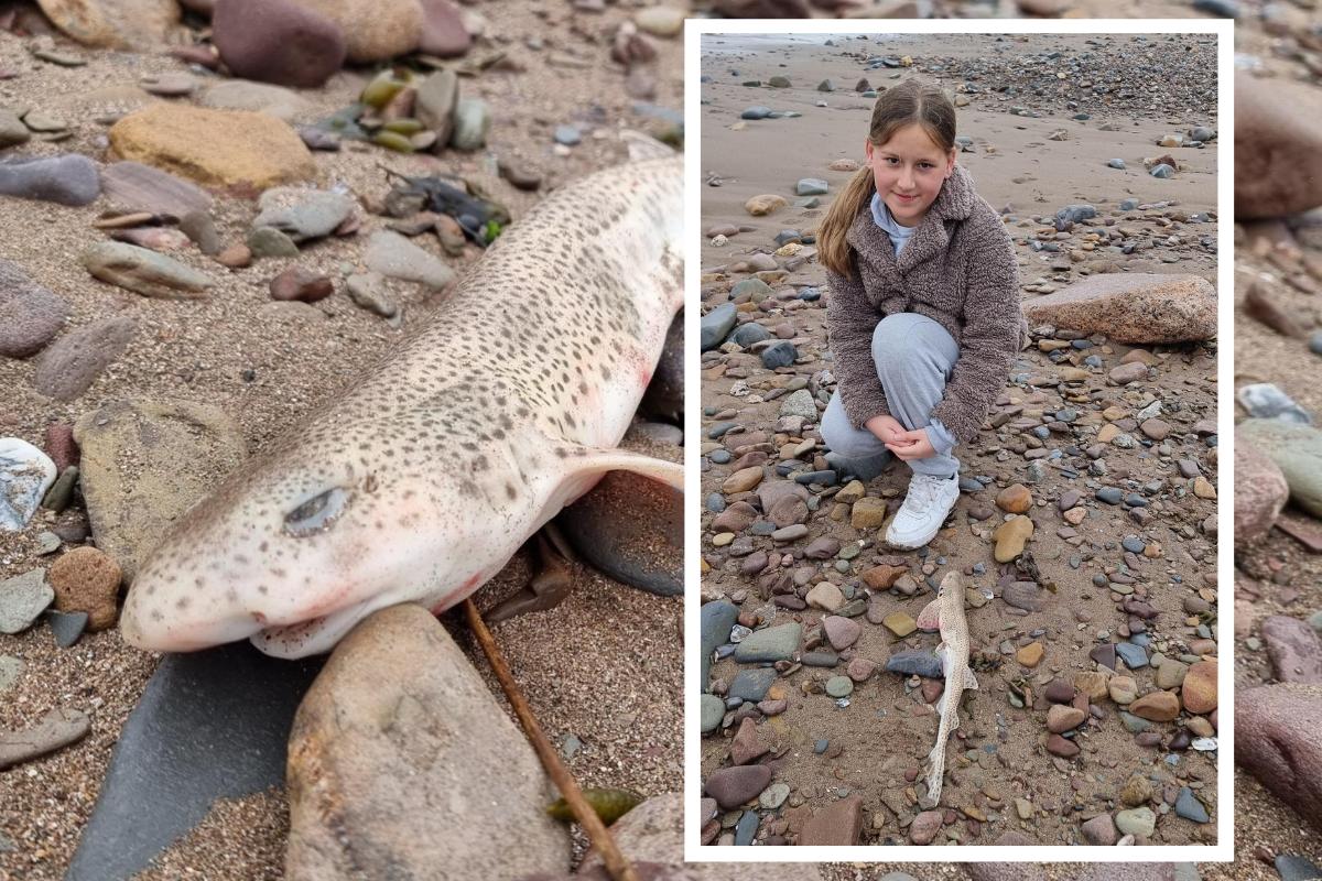 The small-spotted catshark was discovered at Doniford Beach on Monday.  Picture: Karina Van Den Brink