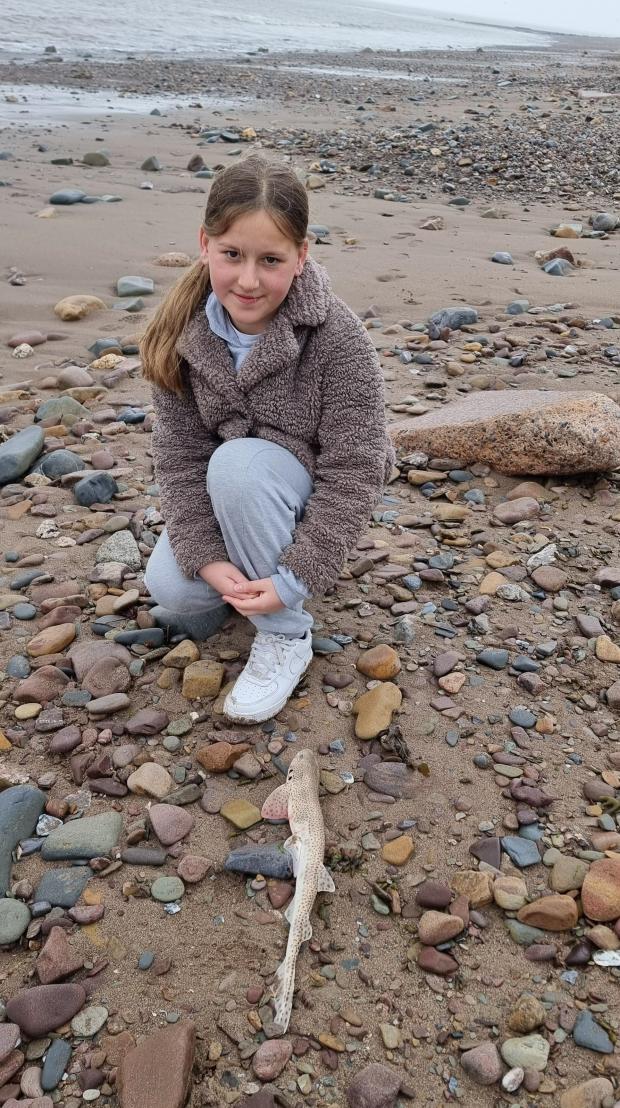 Somerset County Gazette: Amelia, 11, with the small-spotted catshark on a West Somerset beach. Picture: Karina Van Den Brink 