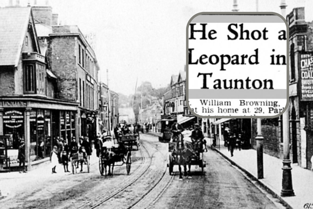 Dark Somerset column: Leopard on the loose in Taunton | Somerset County Gazette - Vimarsana News