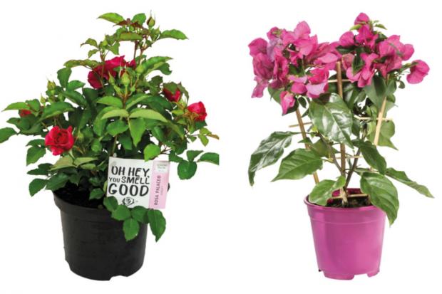 Somerset County Gazette: (left) Garden Rose and (right) Bougainvillea (Lidl/Canva)