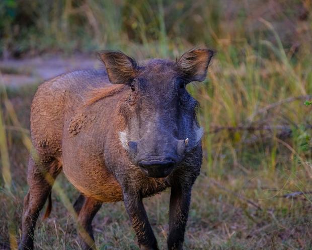 Somerset County Gazette: There are 57 wild boar being kept in Somerset. Picture: Canva
