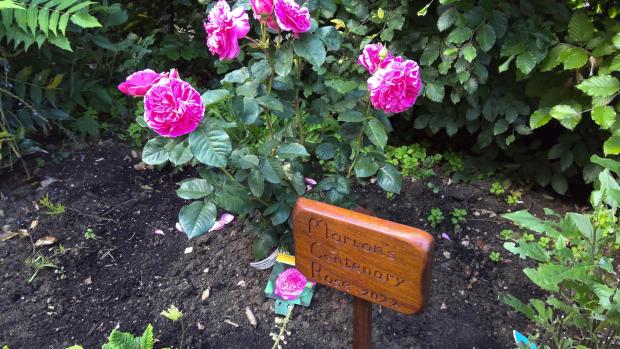Somerset County Gazette: Marion's Centenary Rose in the garden of Longleat Court. Picture: FirstPort