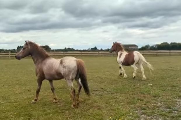 The two rescue ponies. Picture: Mendip Neighbourhood Policing