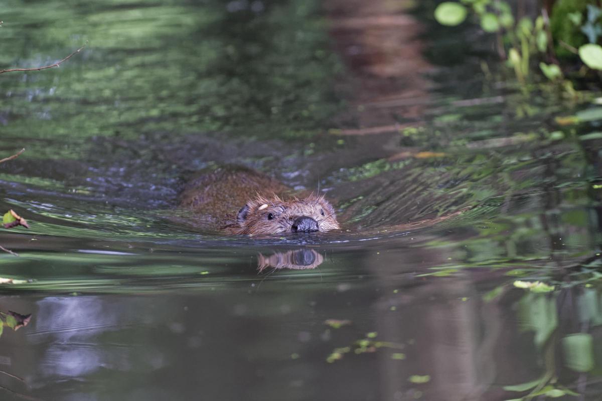 An adult Eurasian beaver swims at the Holnicote Estate in Somerset. Picture: Nick Upton/National Trust Images, PA