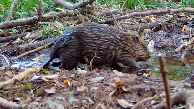 Somerset County Gazette: One of two newborn beavers at Holnicote Estate in Somerset. Picture: National Trust, PA