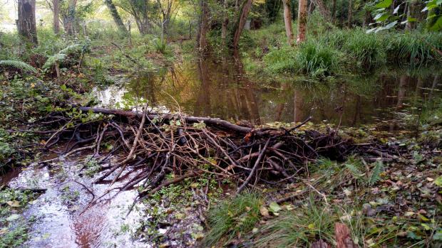 Somerset County Gazette: The beavers built their first dam last year - believed to be the first on Exmoor for more than 400 years. Picture: National Trust, PA