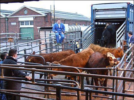 Somerset County Gazette: Taunton livestock market, Firepool. 