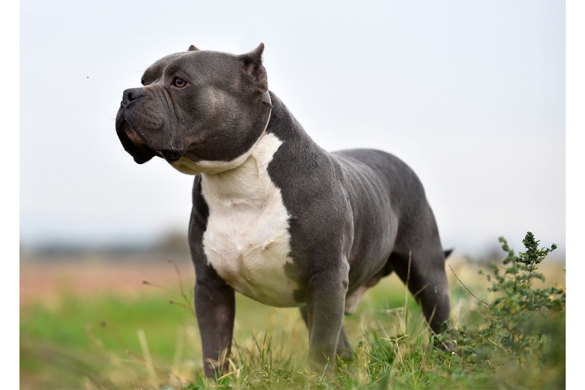 MP calls for another dog breed to be banned in the UK | Somerset County Gazette - Vimarsana News