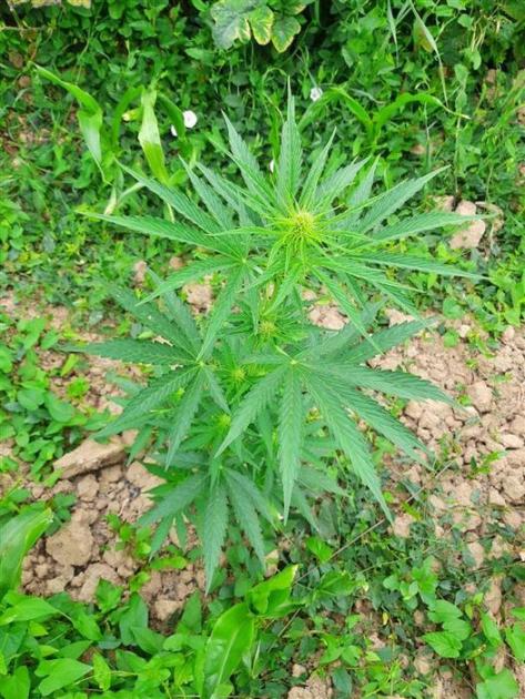 Police seize 367 cannabis plants worth £250,000 in Martock 