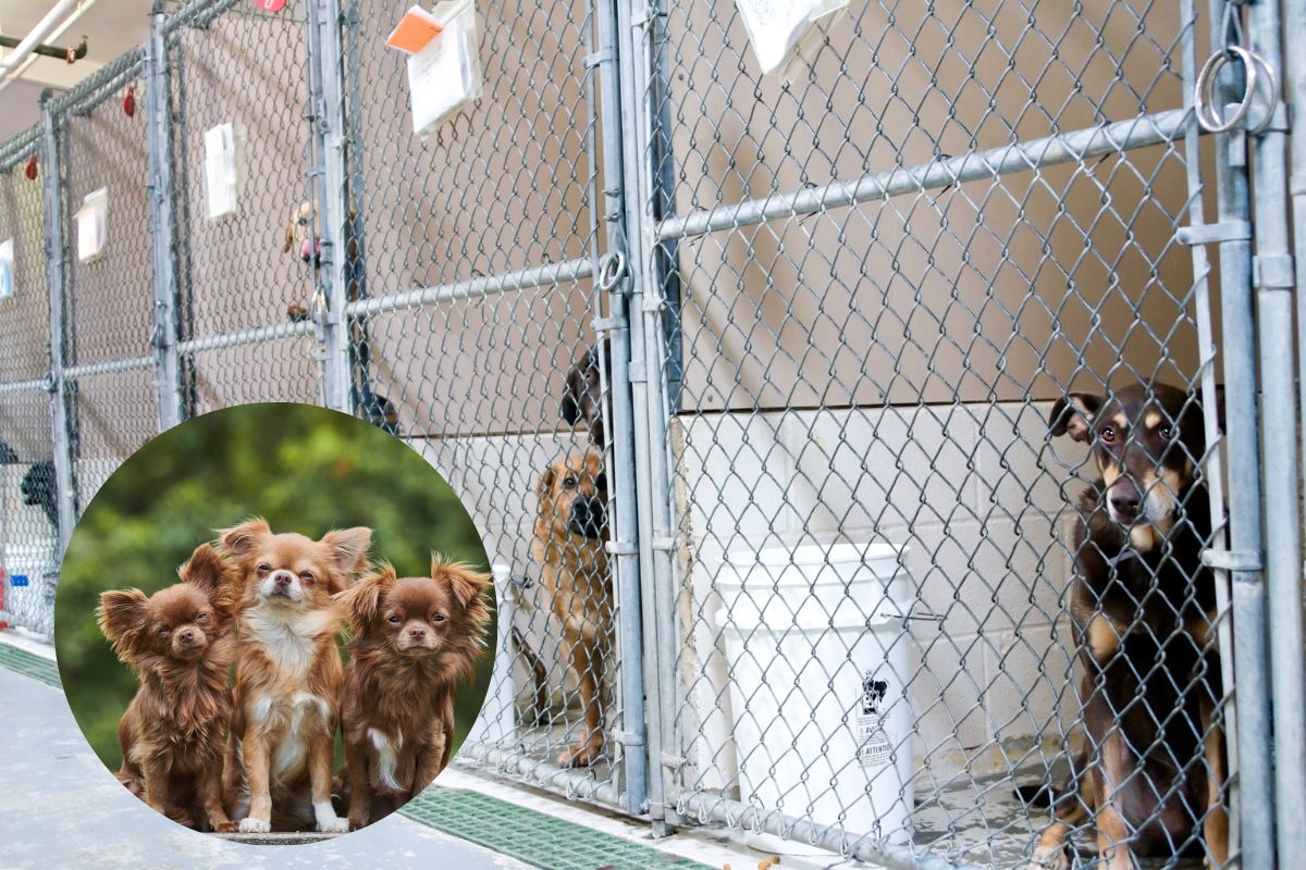 Couple rage at dog kennel after hearing how two dogs died | Somerset County Gazette - Vimarsana News