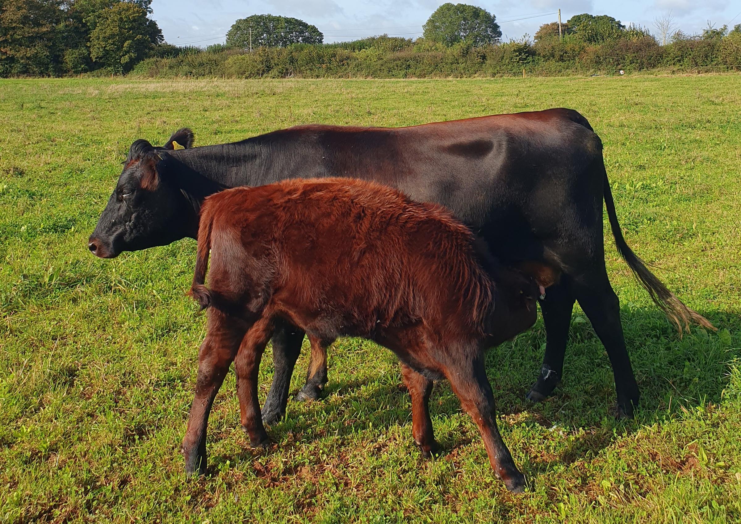 Cows keep calves at foot at Cothelstone Micro-Dairy | Somerset County Gazette - Vimarsana News