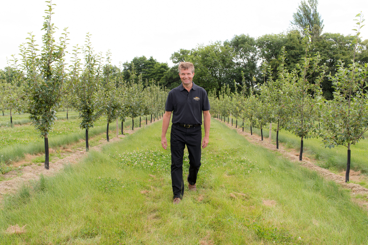 Sheppy's Cider celebrates Apple Day with key facts on beloved tipple - Vimarsana News