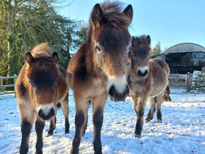 The Exmoor Ponies of Haddon Hill | Somerset County Gazette - Vimarsana News