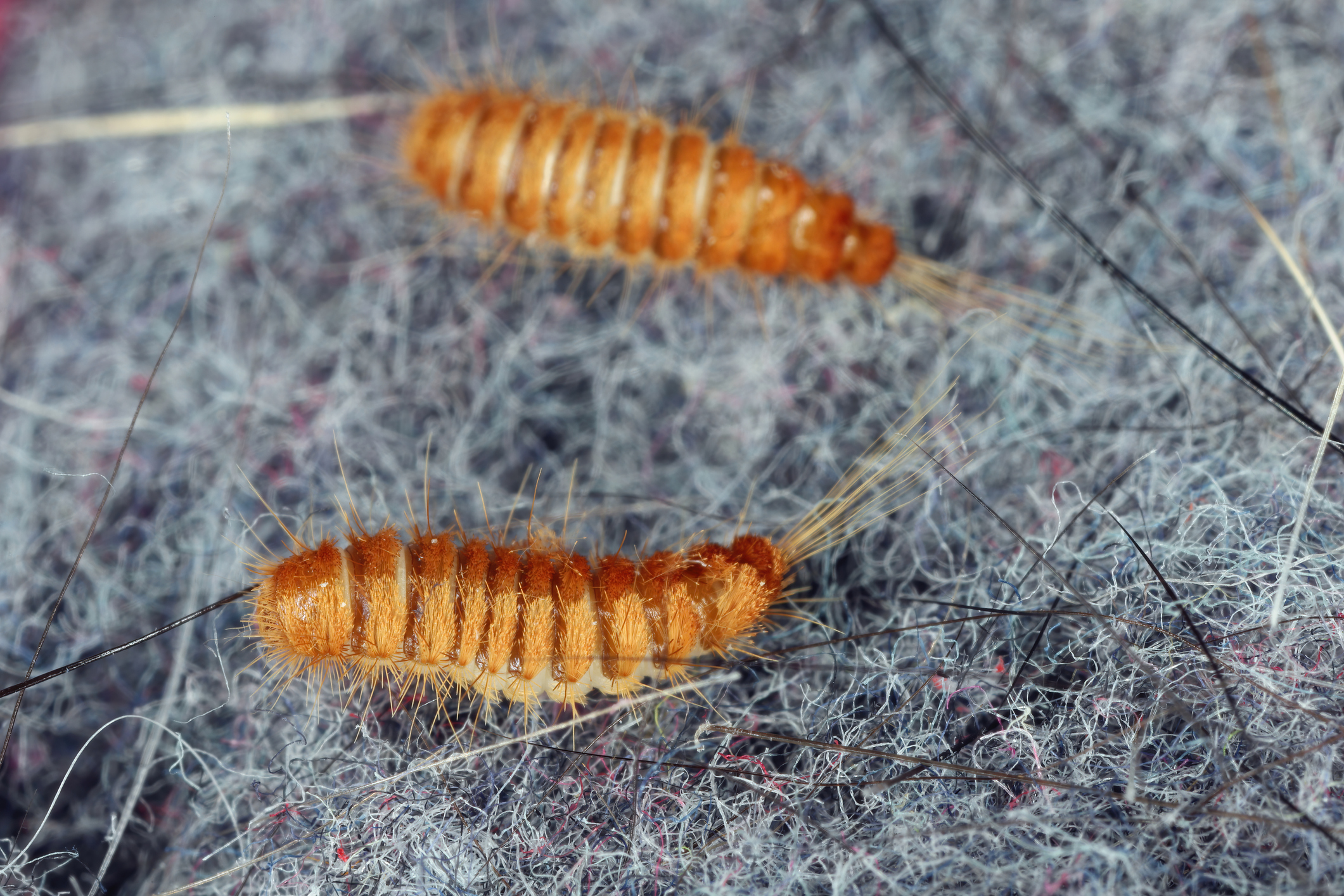 How do I get rid of carpet beetles? Mrs Hinch fans share tips - Vimarsana News