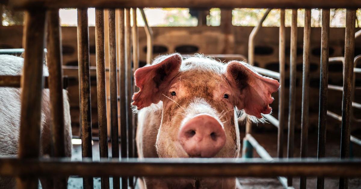 Is swine flu dangerous? First human case detected in the UK - Vimarsana News