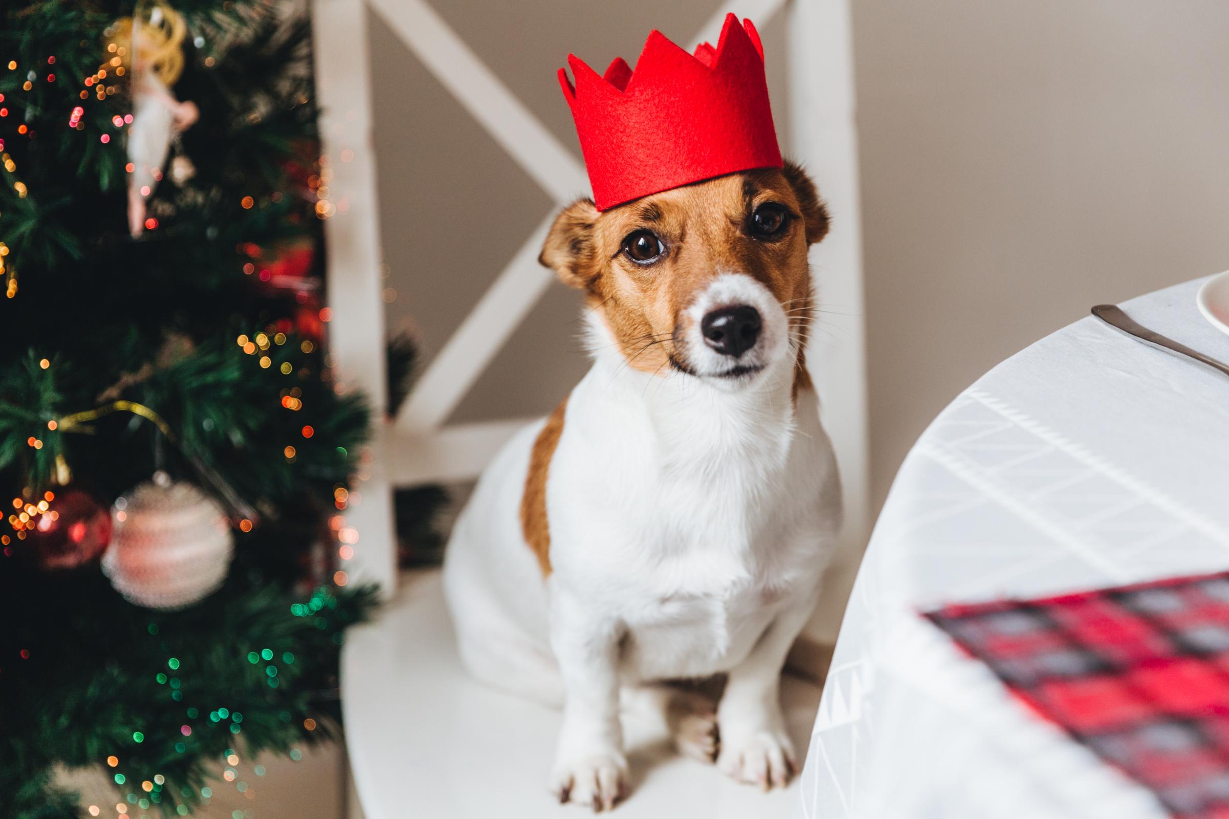 Christmas dinner foods you shouldn't give your dog | Somerset County Gazette - Vimarsana News