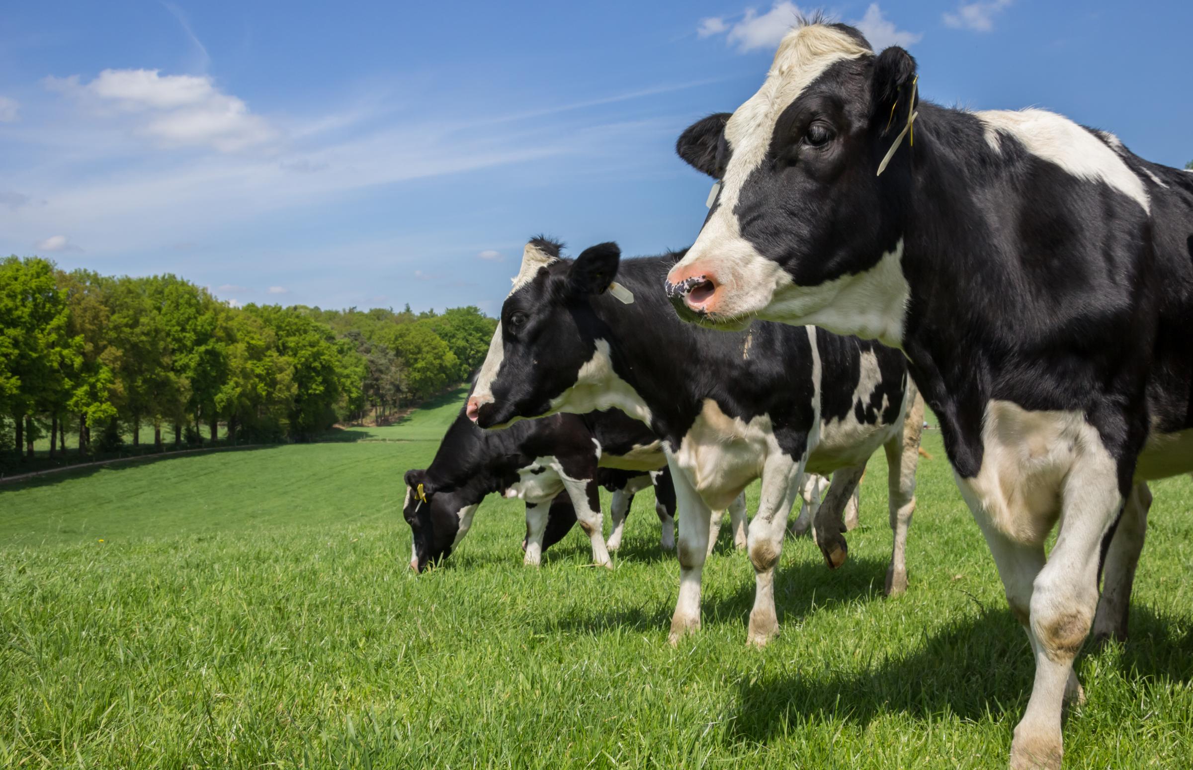 Holstein UK Lifetime Award given to Somerset farmer | Somerset County Gazette - Vimarsana News